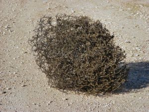 Tumbleweed: Better career prospects as a stand-up comedian than Pirx does.