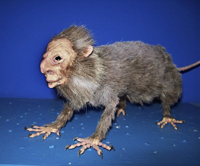 Ratty ratty, rat, rat, rat-a-tat-attack!