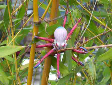 Tree Octopus: How dangerous can it be?